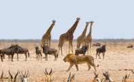 Animales salvajes: 21 ejemplos y sus características