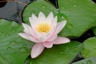 El increíble significado de las 15 flores más bellas del mundo