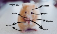 Qué es Morfología en Biología