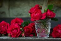 Rosas: el significado de cada color