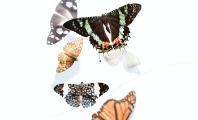 Significado de las mariposas